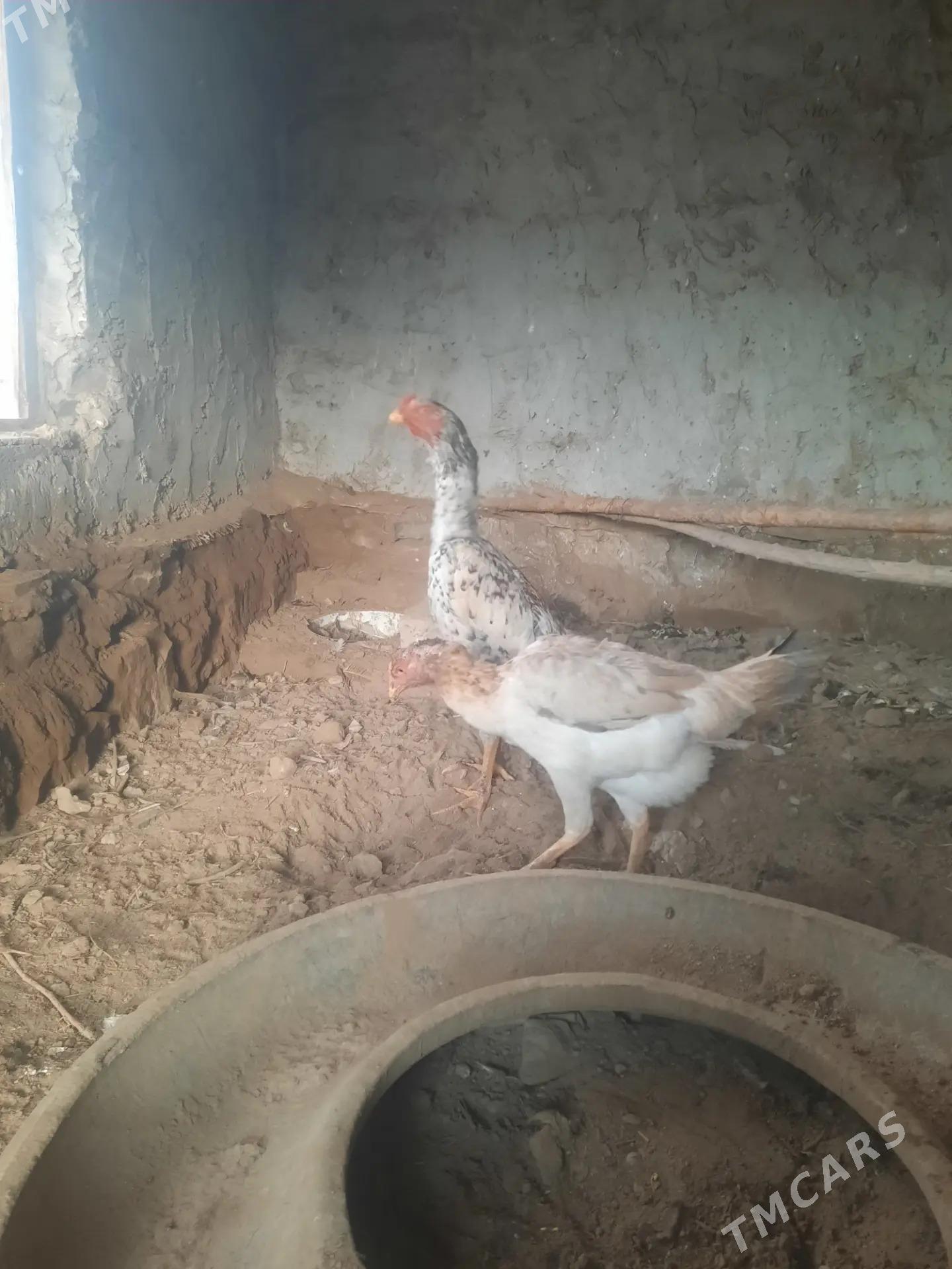 horaz - Köýtendag - img 1