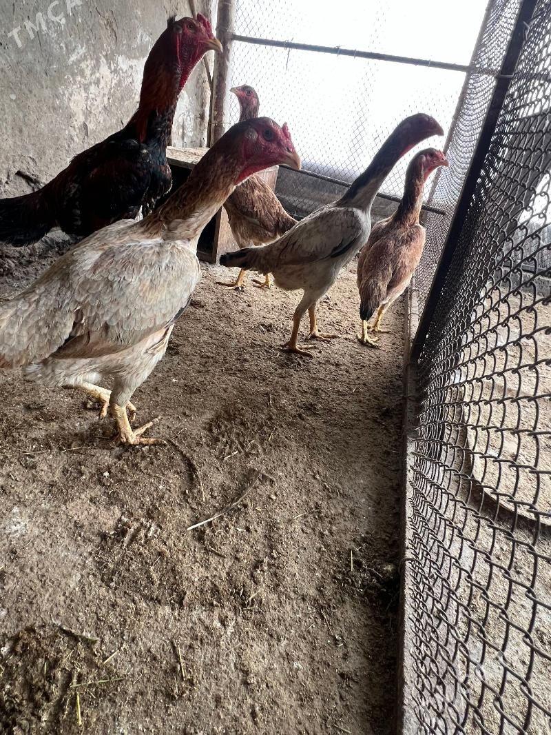 maki - Анев - img 1