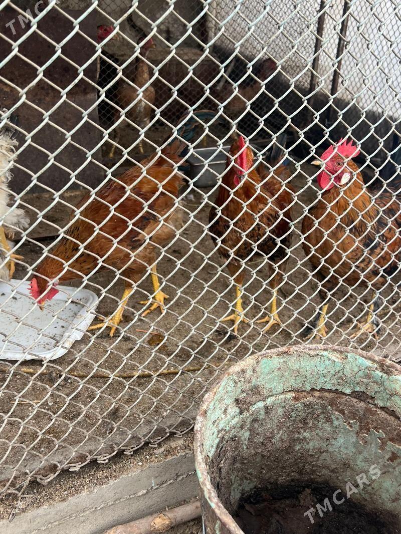 Horaz juyje - Анев - img 1