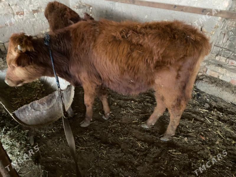 okuz gulajyn - Мары - img 1