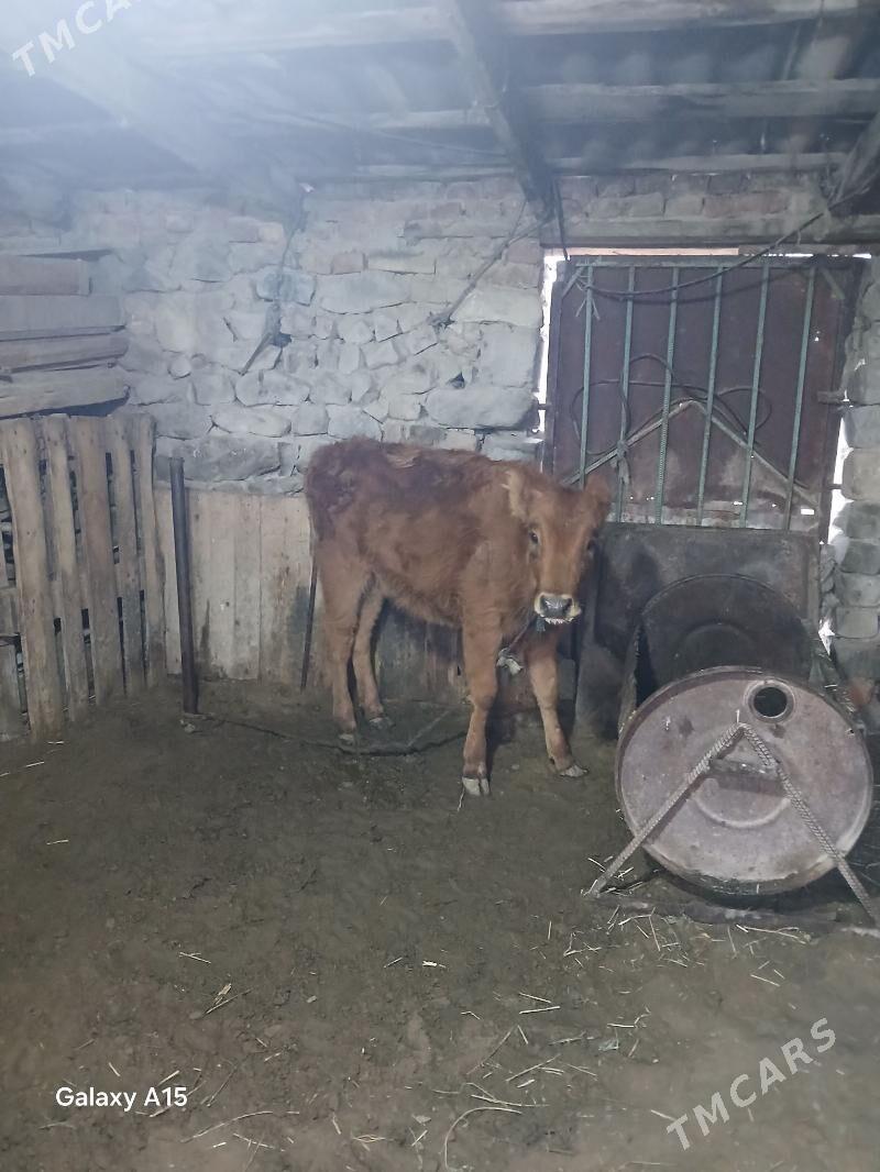 Tuwe - Bäherden - img 1