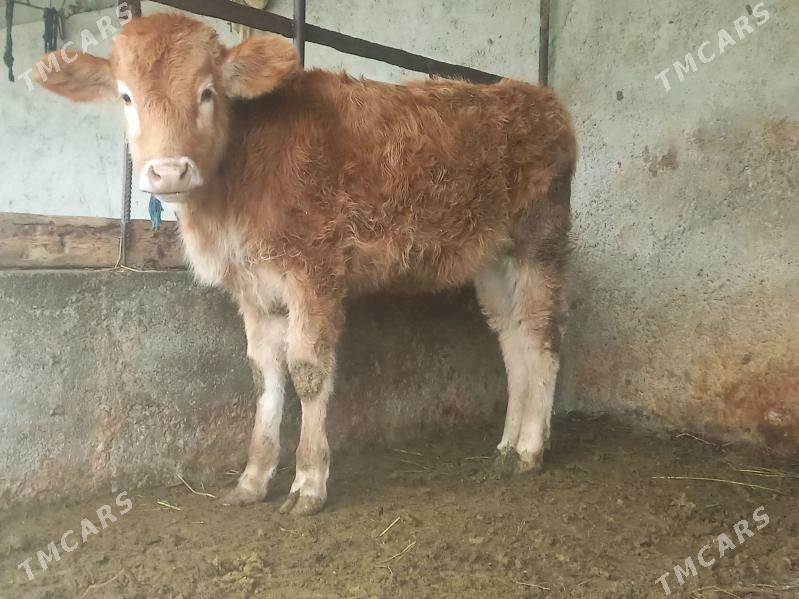 tuwe - Bäherden - img 1