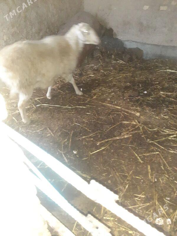 goyun - Çärjew - img 1