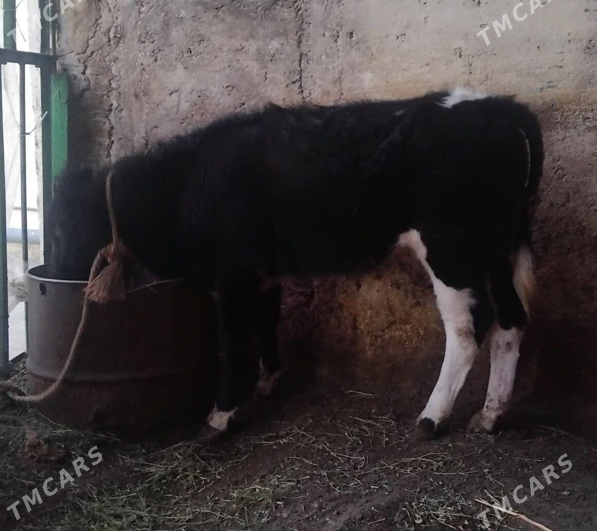 Galşteýin okuzce - Ашхабад - img 1