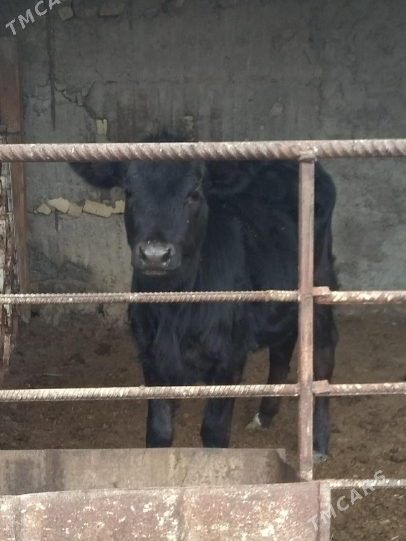 tuwe Angus - Ашхабад - img 1