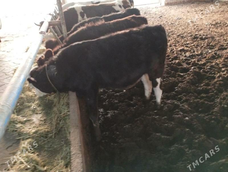 Gulajyn - Murgap - img 1