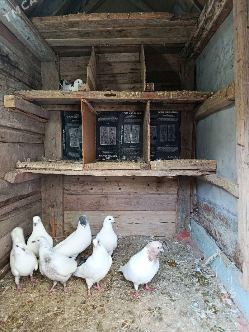 kepderi - Babadaýhan - img 1