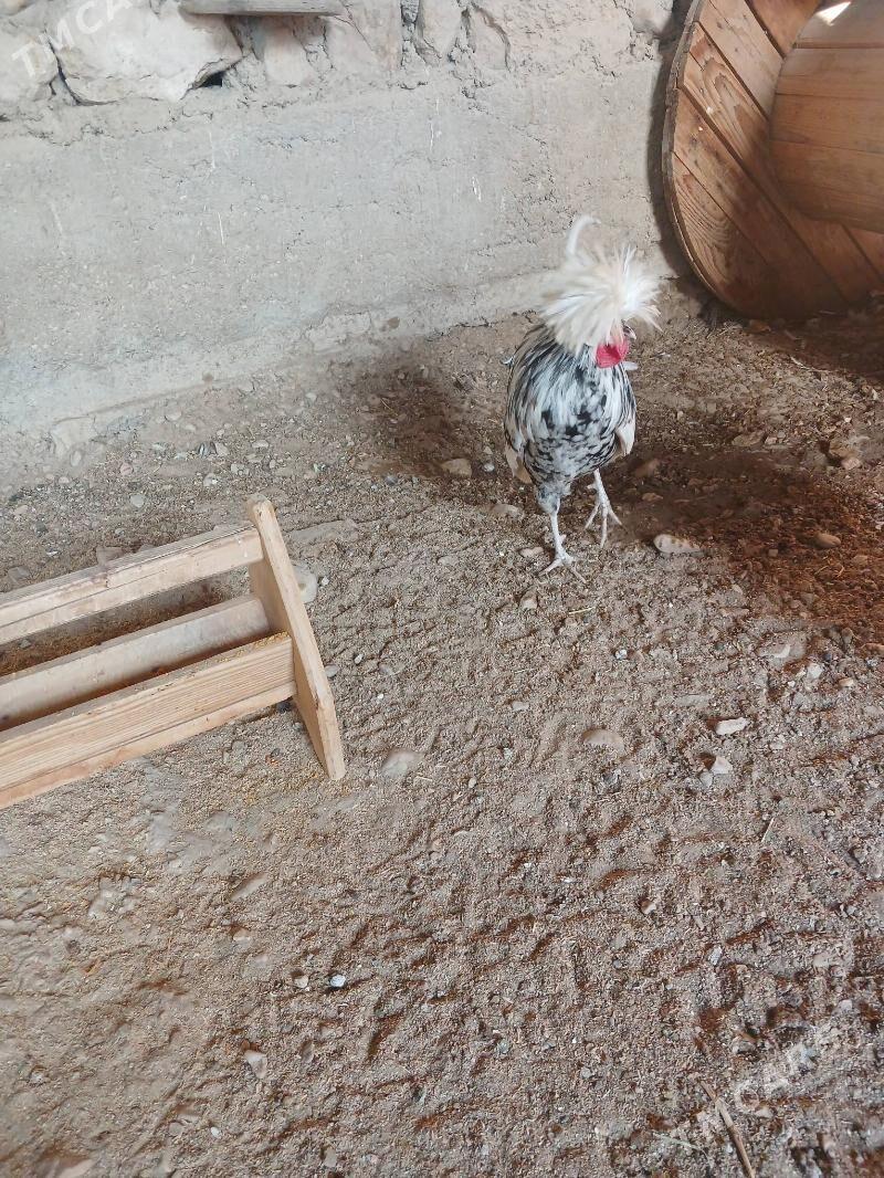 fizan horaz - Балканабат - img 1