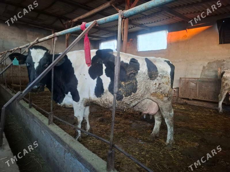 Sagym sygyr - Ak bugdaý etraby - img 1