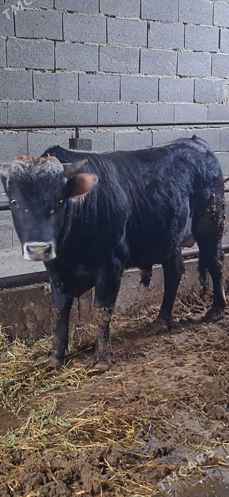 öküz - Bäherden - img 1