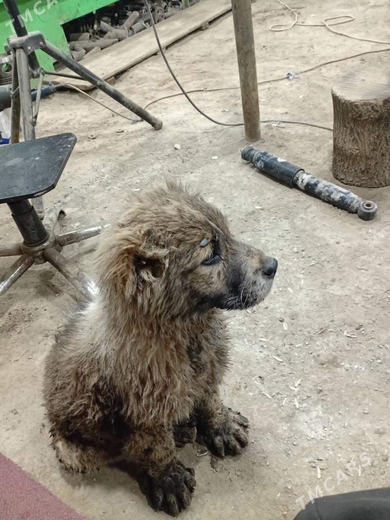 TurkmeniTurkmen it - Туркменбаши - img 1