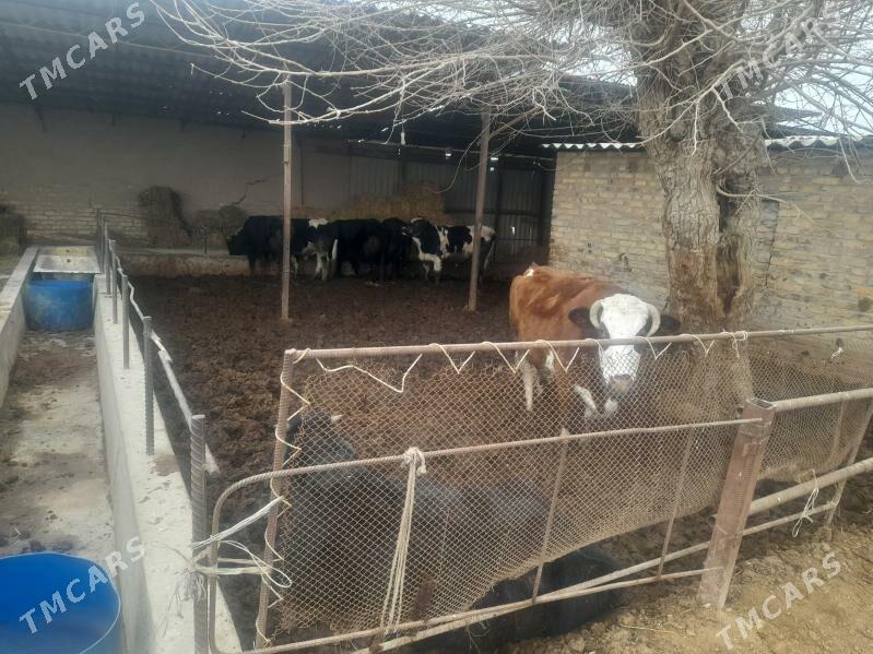 sygyr ökuz - Sakar - img 1