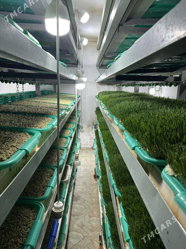 Mallara iým gidroponika - Ашхабад - img 1