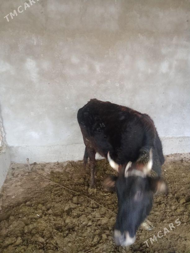 Sygyr - Kaka - img 1