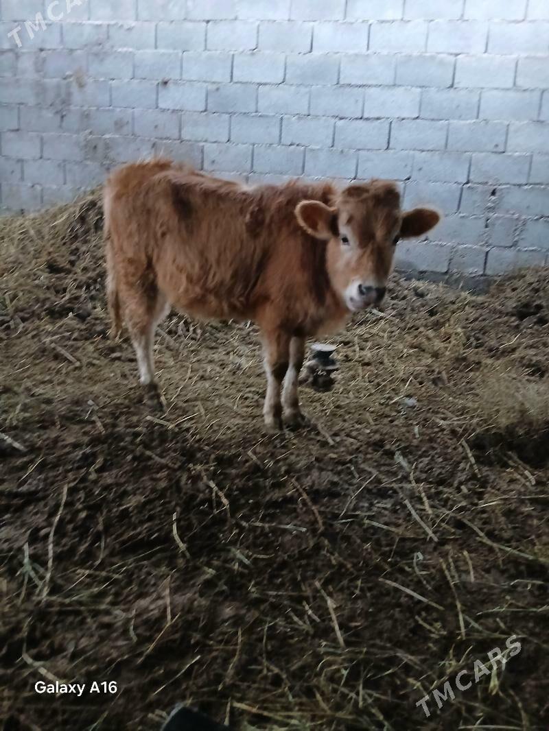 okuz - Gökdepe - img 1