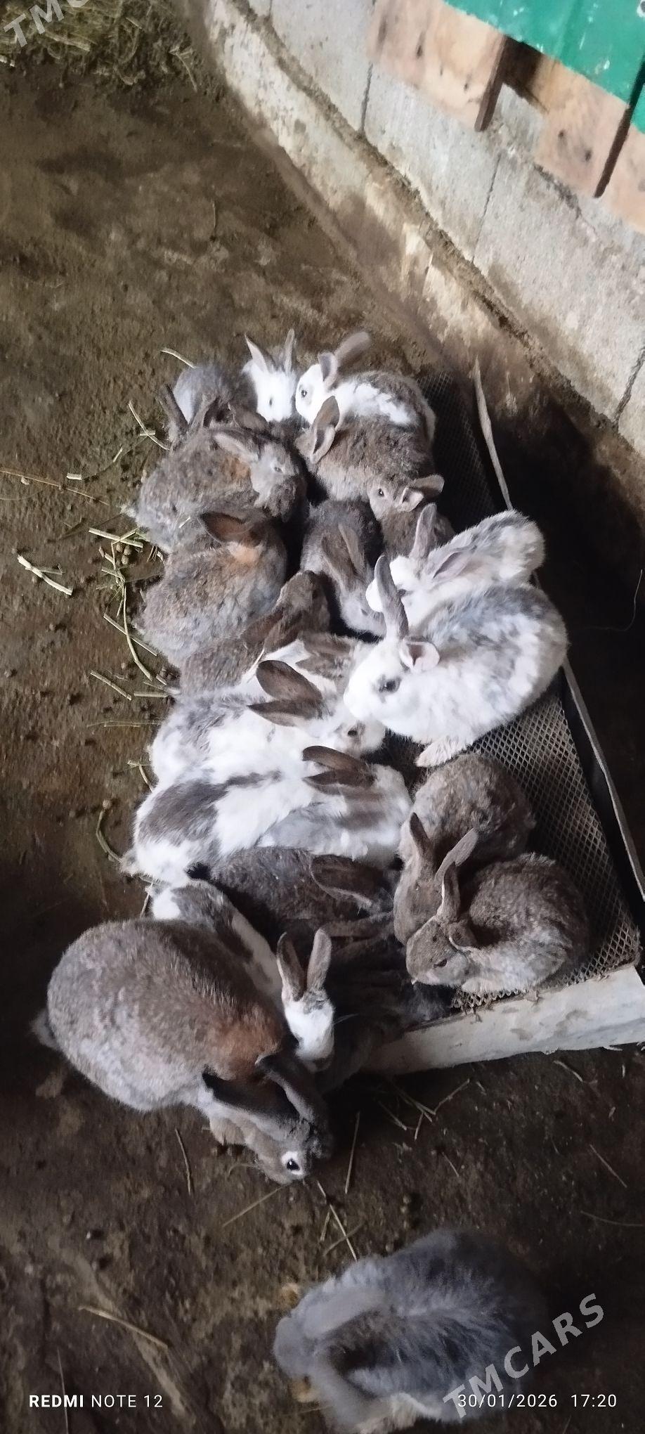 Towşan - Ашхабад - img 1