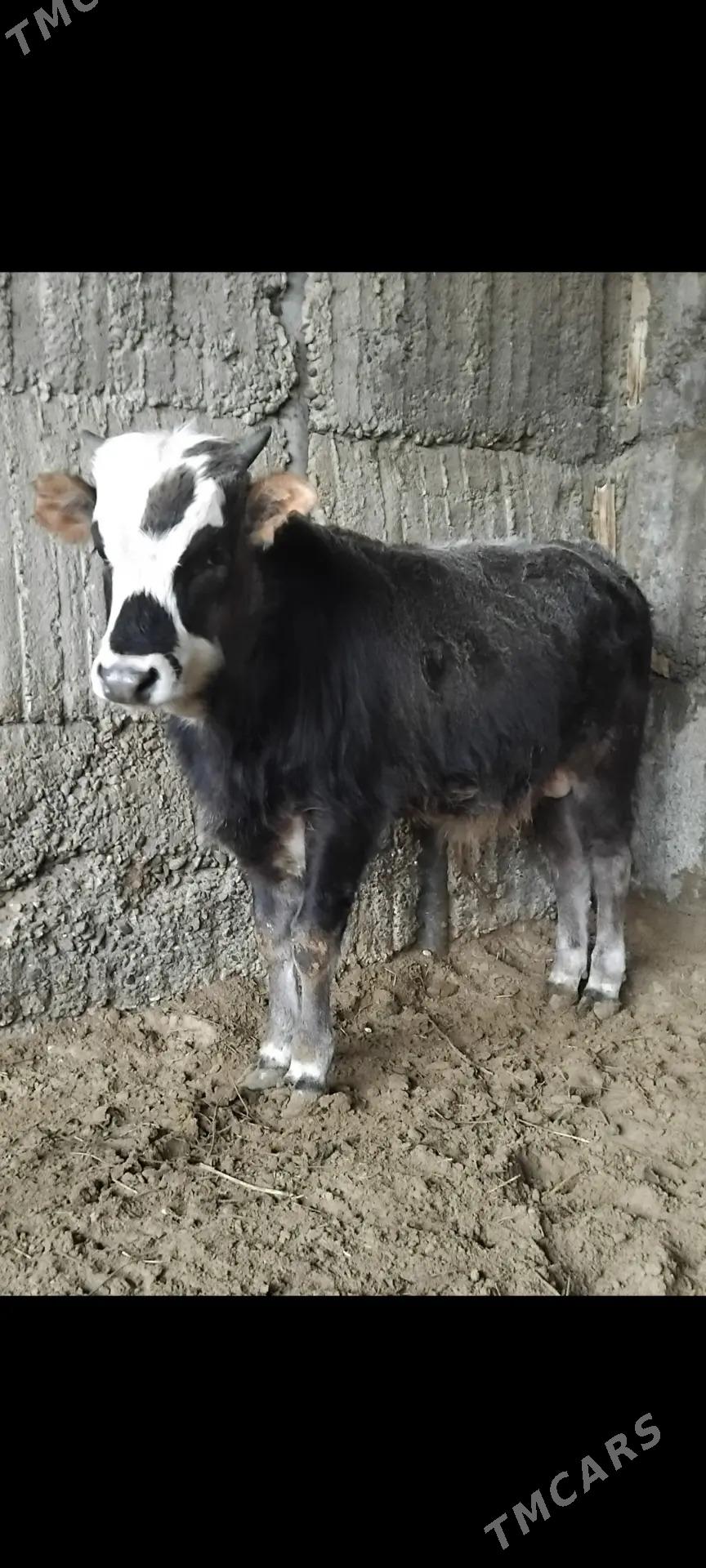 ŠWES OKUZ TUWE - Бузмеин - img 1