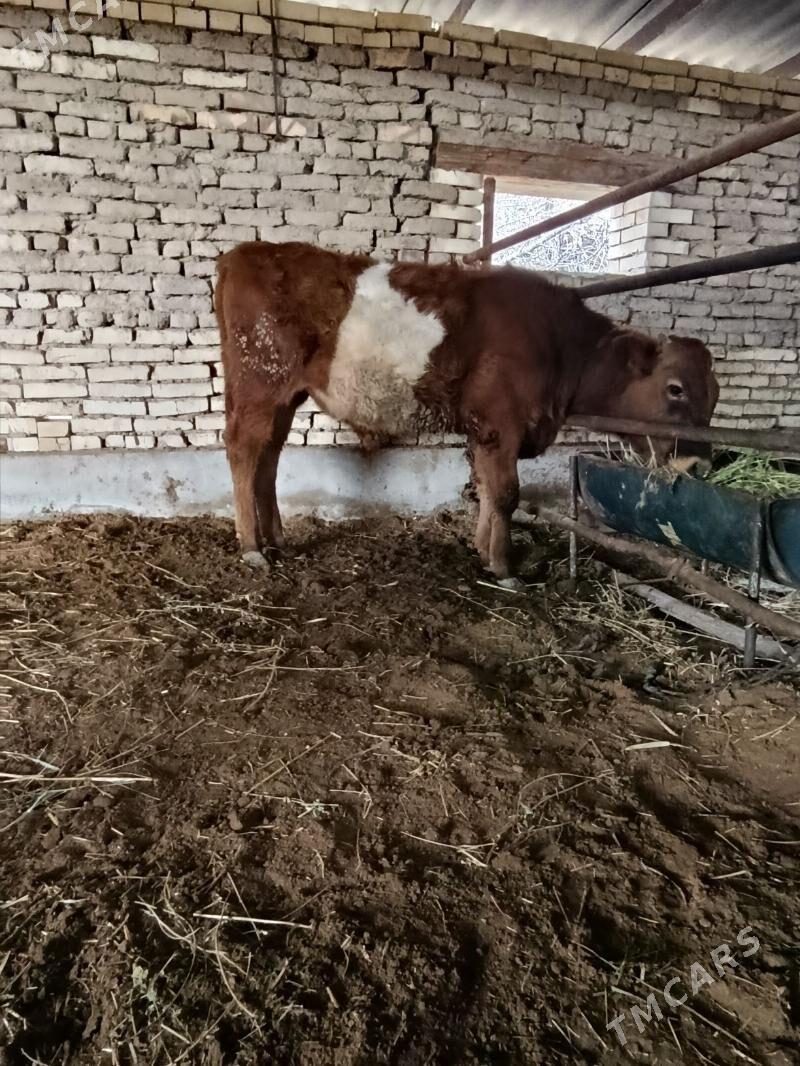 oküz - Sakarçäge - img 1