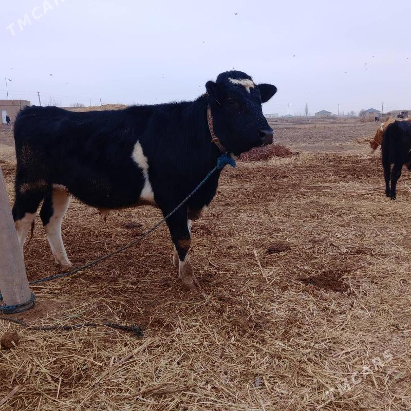 galsteyin okuz - Гороглы (Тагта) - img 1