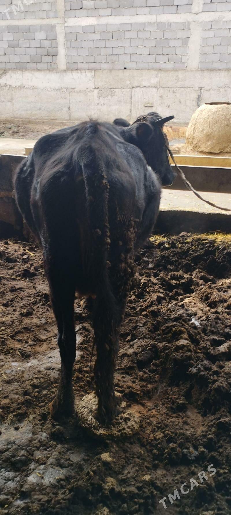 Sygyr - Ашхабад - img 1