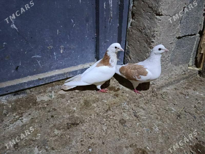 kepderi. - Гызыларбат - img 1