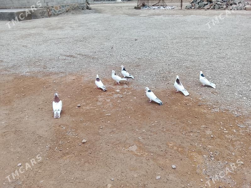 Kepderi - Берекет - img 1