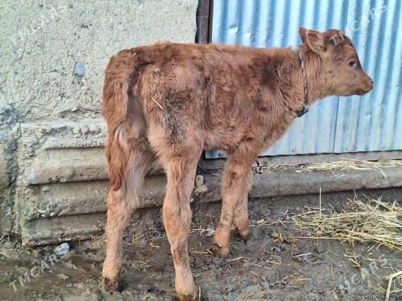 Sygyr - Änew - img 1