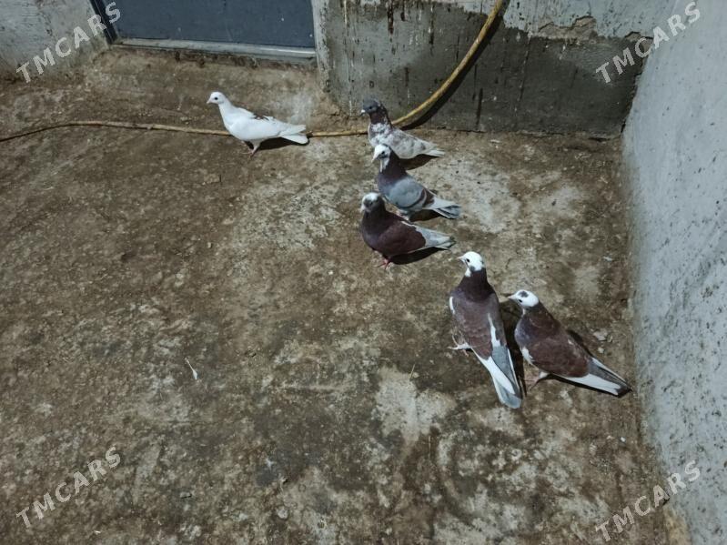 kepderi. - Гызыларбат - img 1