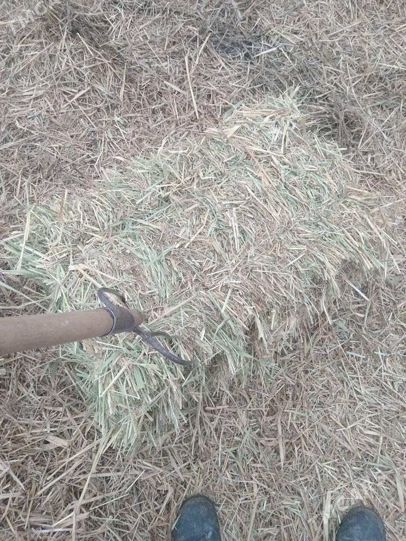 Gamys - Bäherden - img 1