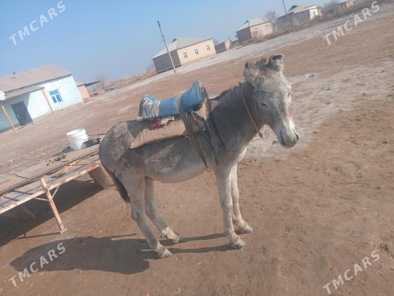 Eşek - Серахс - img 1