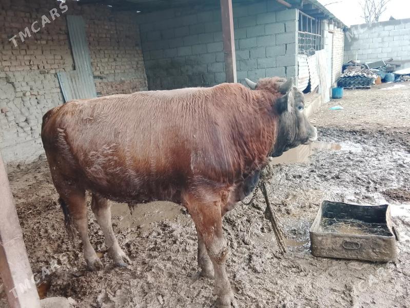 Ökuz - Бахарден - img 1