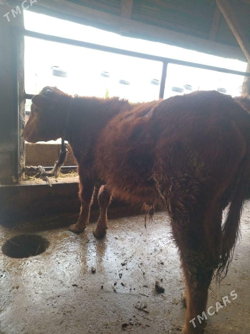 Öküz - Кипджак - img 1