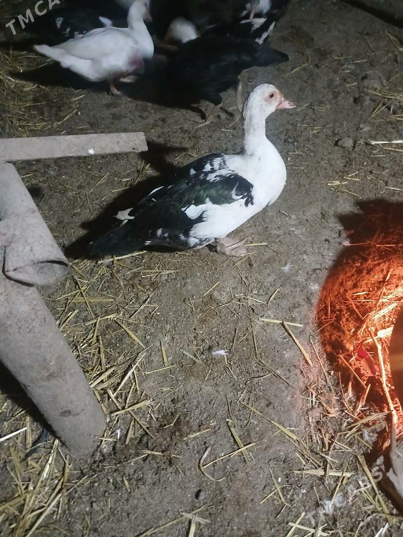 мускус ордек - Çärjew - img 1