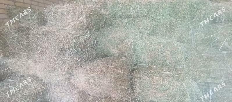 yorunja kip yorunja kip - Saýat - img 1