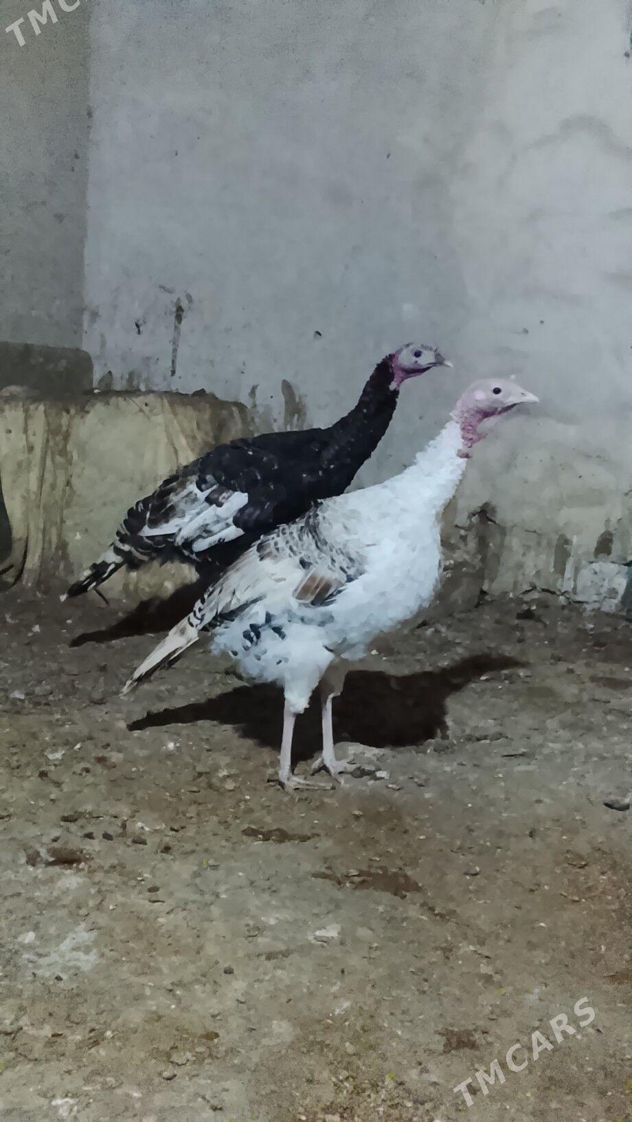 induklar - Гызыларбат - img 1