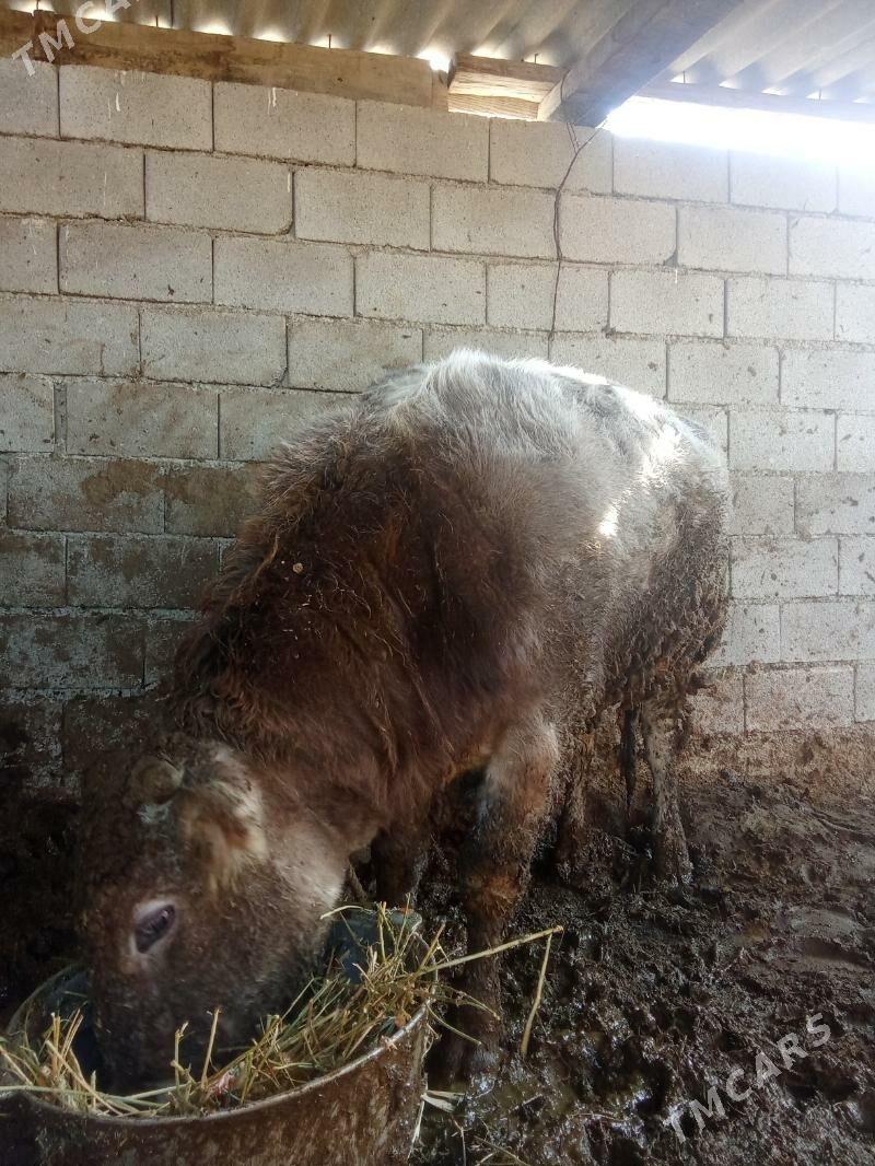 okuz - Bäherden - img 1