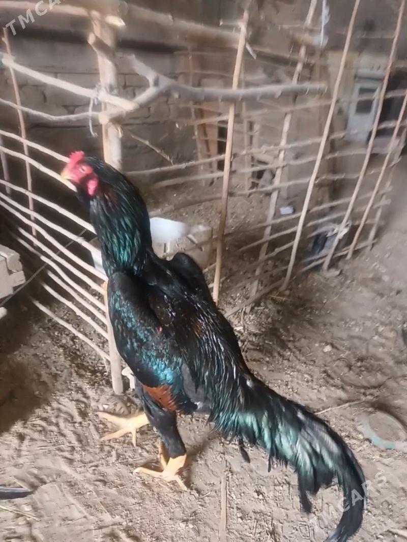 Paroda - Гурбансолтан Едже - img 1