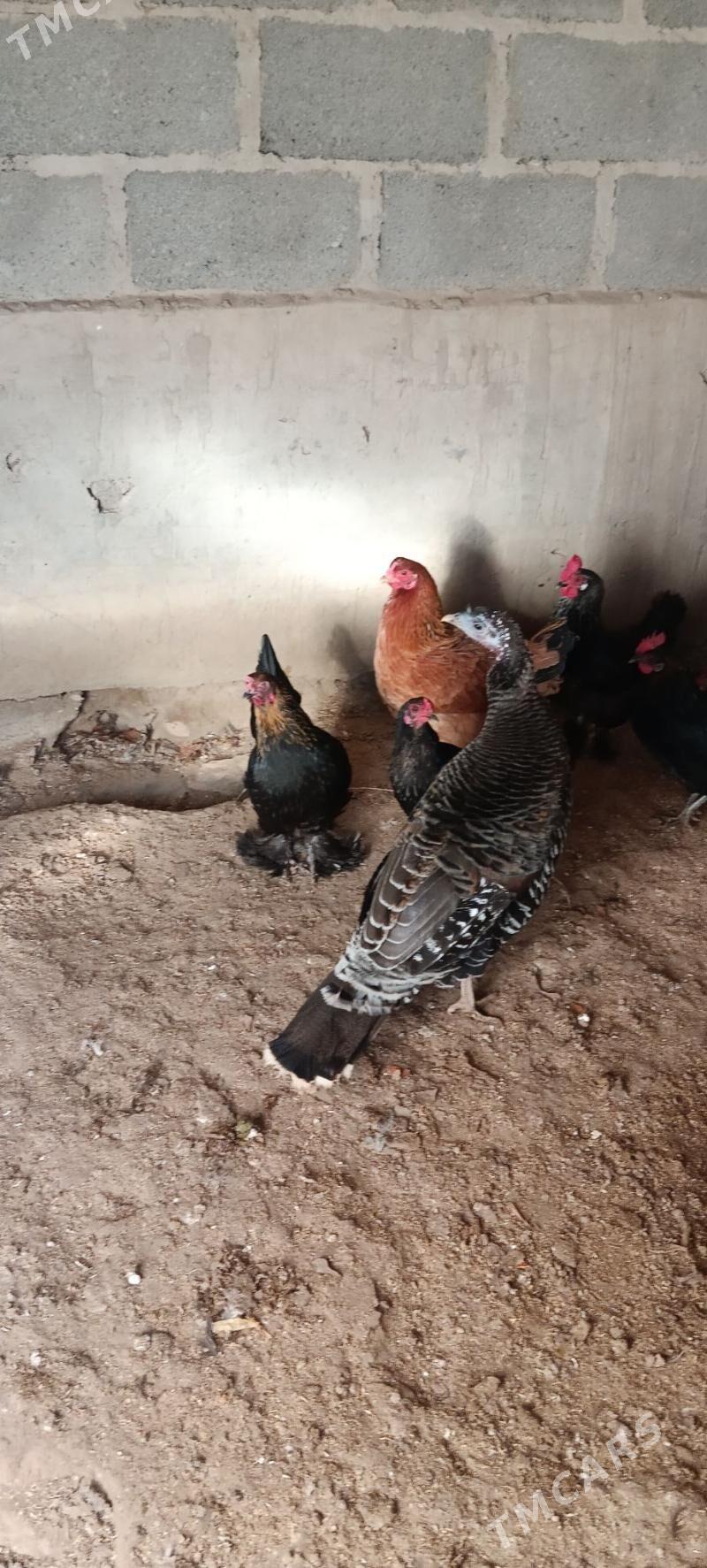 towuk - Гумдаг - img 1