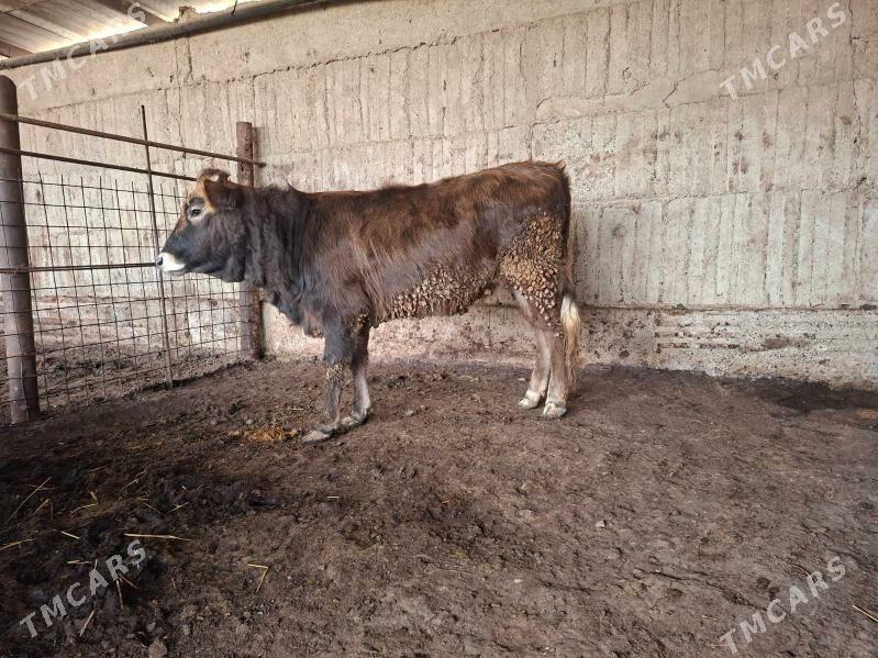 tùwe - Gökdepe - img 1