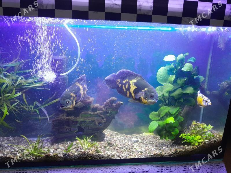 Астронотусы - Mary - img 1