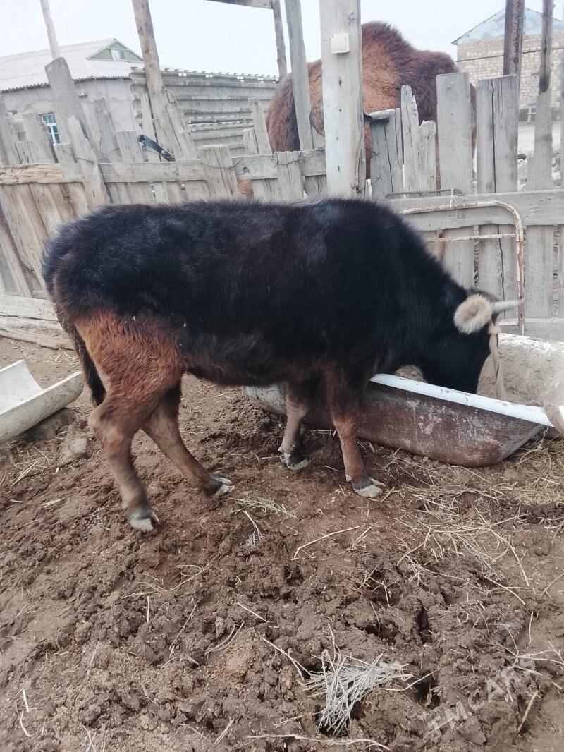 tüwe - Gyzylarbat - img 1