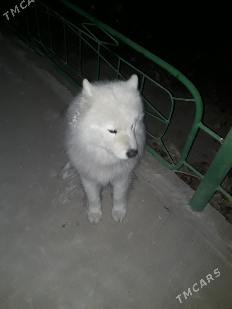 gujuk - Балканабат - img 1