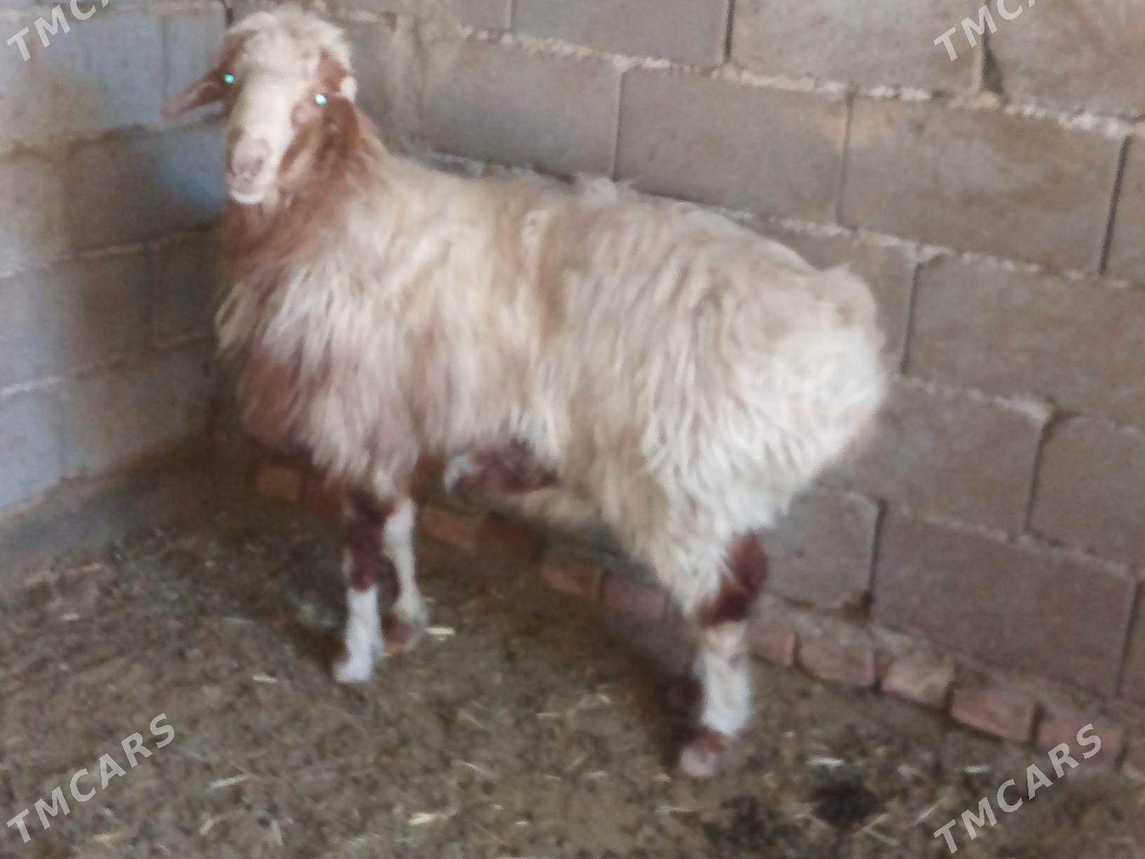 GOŶUN - Bäherden - img 1