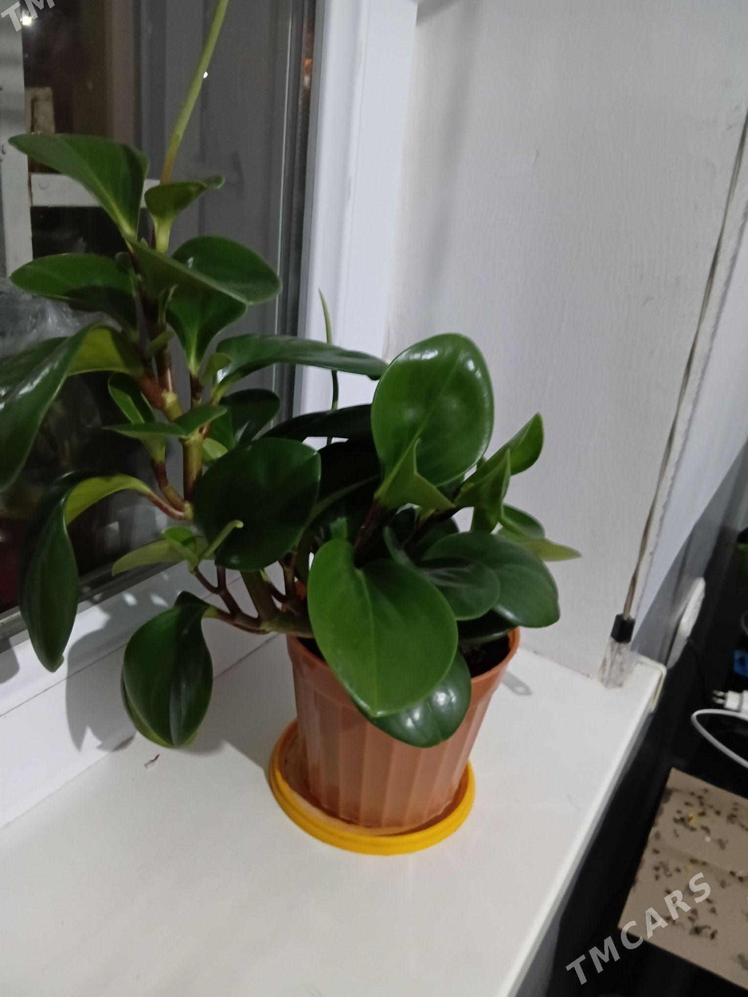 Gül dollar - Тязе заман - img 1