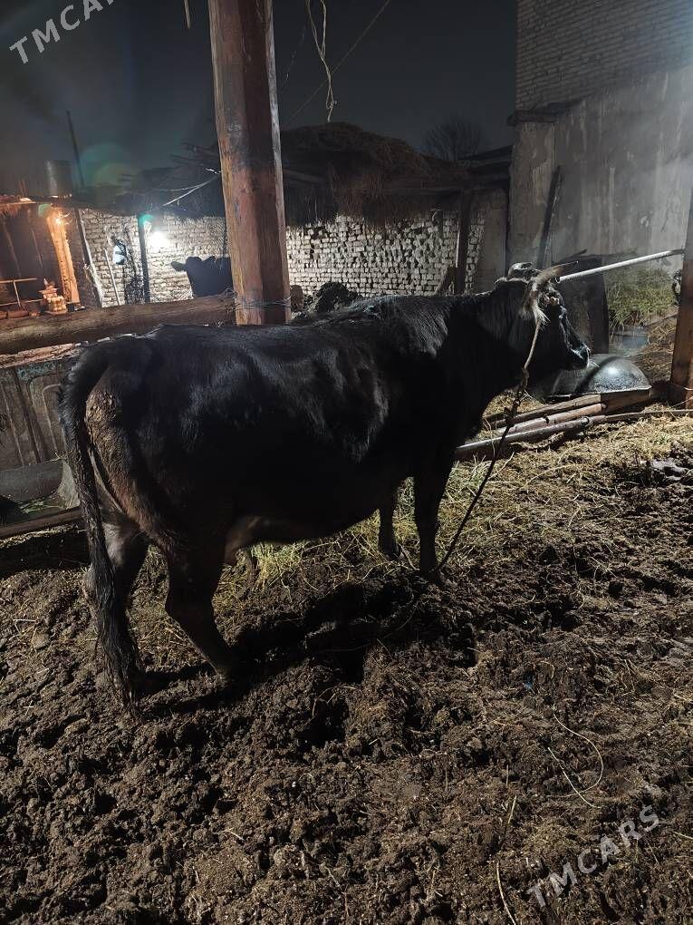 sivet - Türkmenabat - img 1