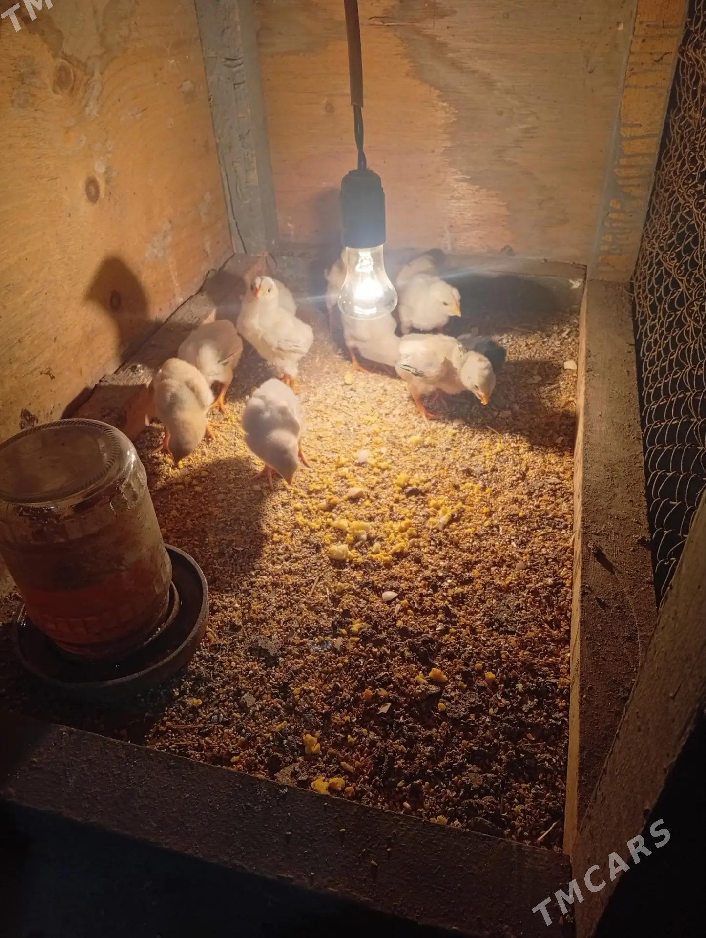 Baýsy jüje - Чарджоу - img 1