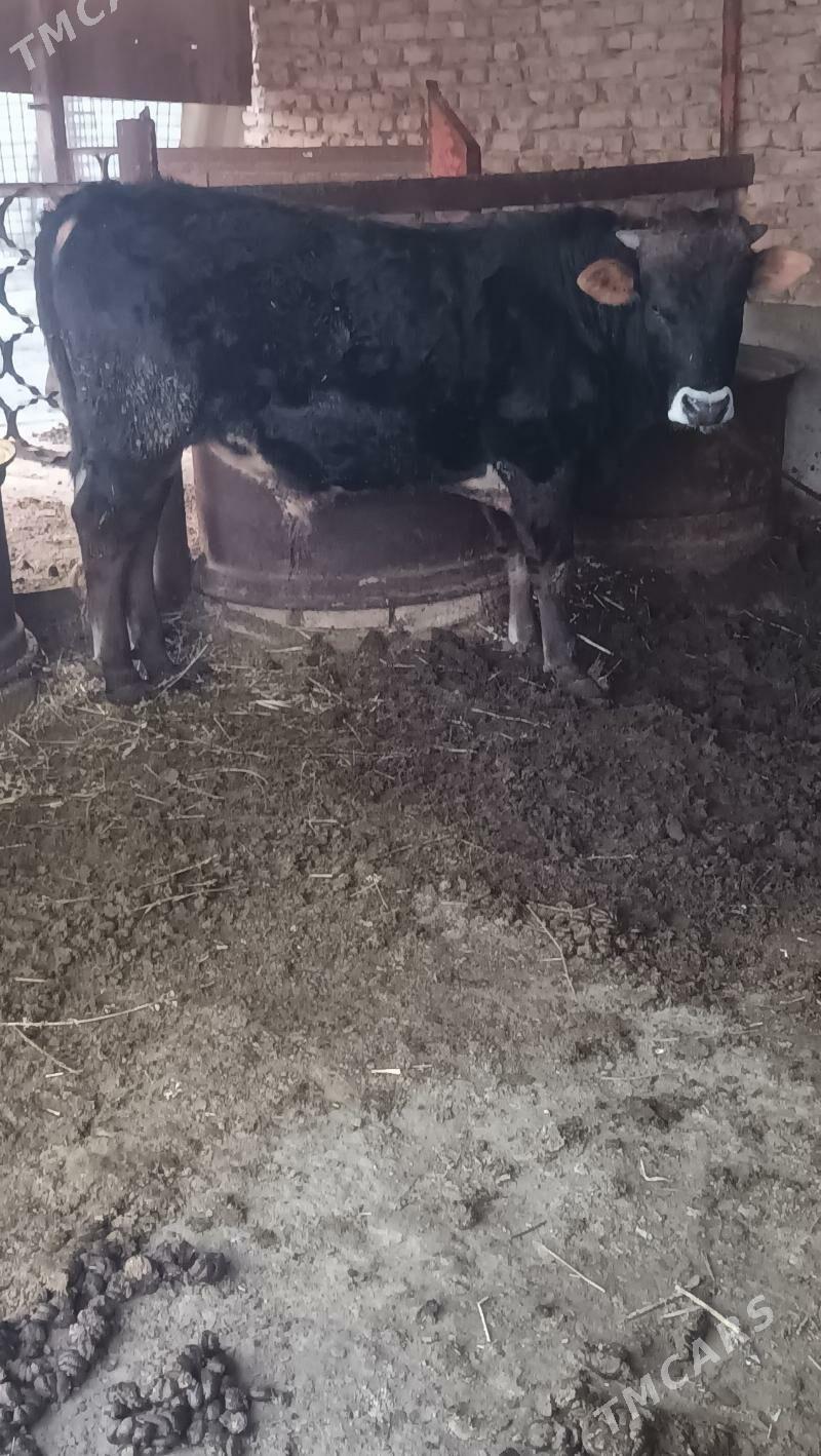 Okuz - Bäherden - img 1