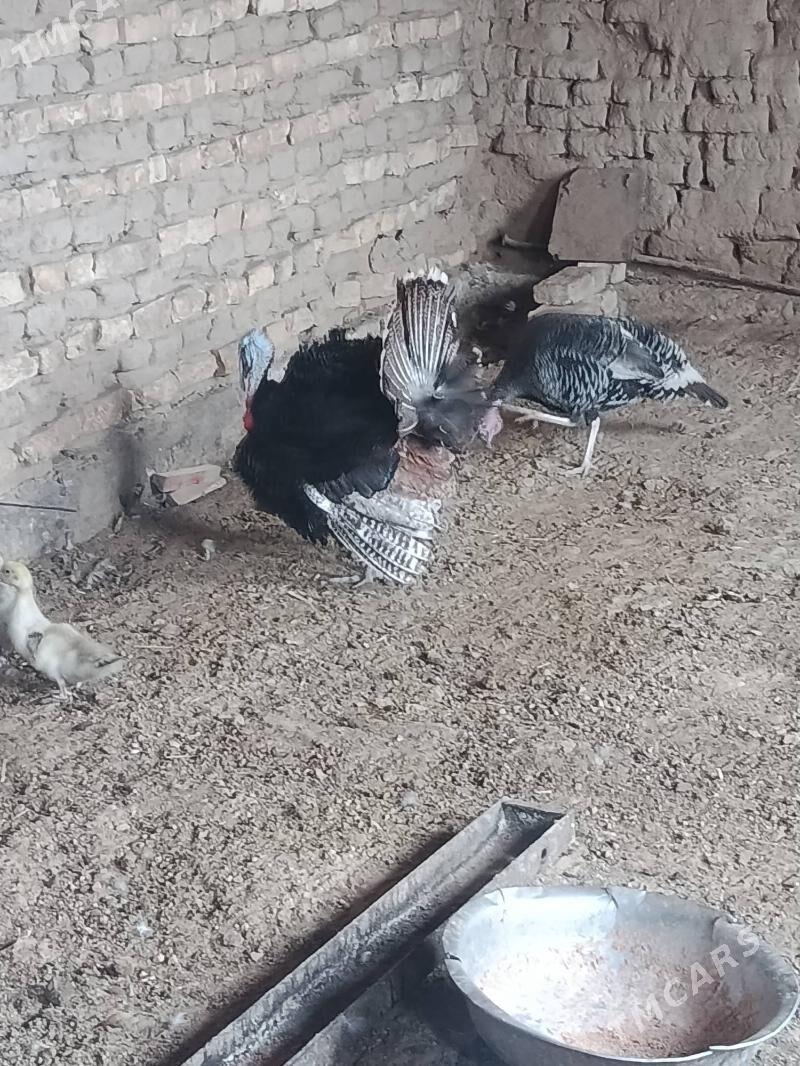 Induk - Murgap - img 1