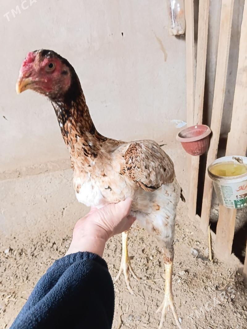 Towuk baysow - Daşoguz - img 1