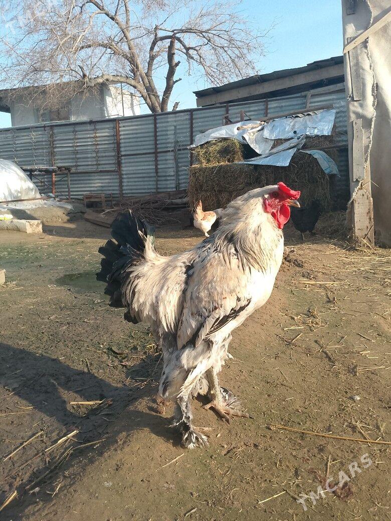 Brama we Balgar - Ашхабад - img 1